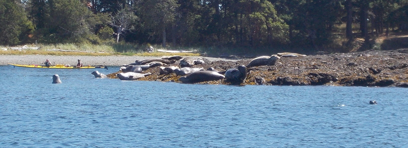 Harbor_Seals_San_Juan_Islands