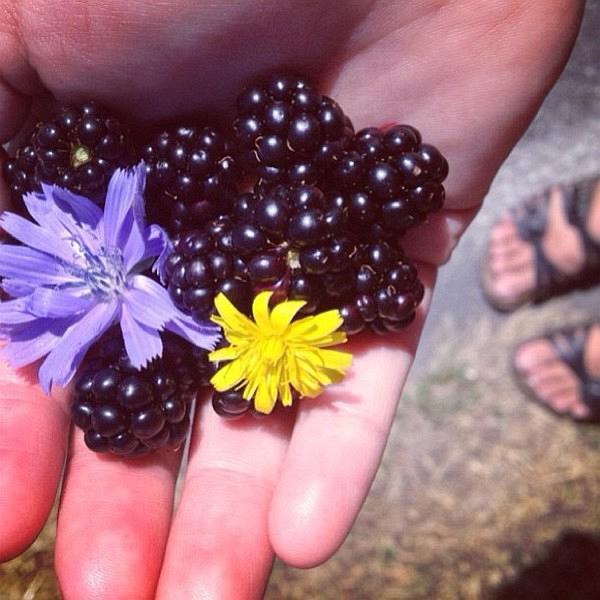 Picking_blackberries_along_the_roads_of_Orcas_Island