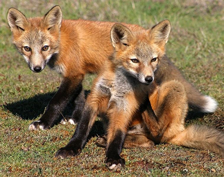 Red Fox on San Juan Island