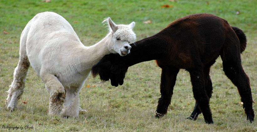 Young Alpacas at play