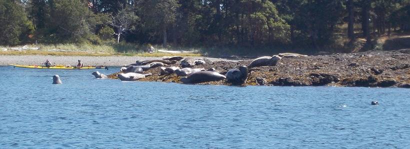 Harbor Seal Encounter near Henry Island