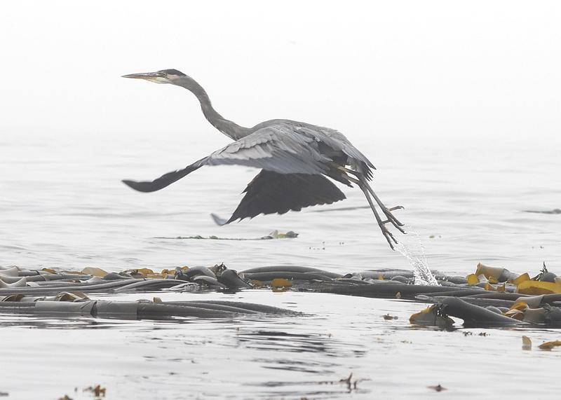 Heron taking flight...