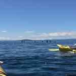 Beauty Sunday in the San Juan Islands seeing around 30 orca whalesup together