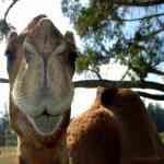 Miss Mona the island resident camel-