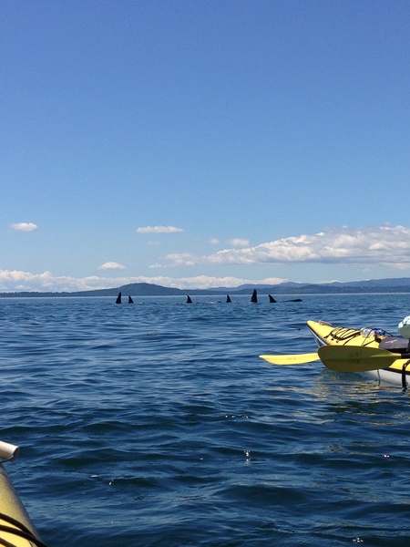 Beauty_Sunday_in_the_San_Juan_Islands_seeing_around_30_orca_whalesup_together