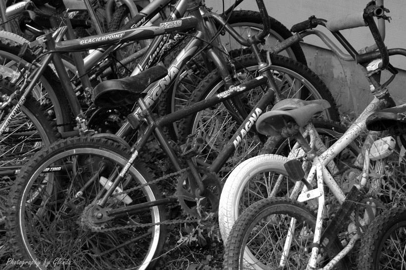 Bicycles_out_to_pasture-