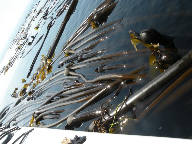 Bull_Kelp_found_in_the_San_Juan_Islands_WA_state