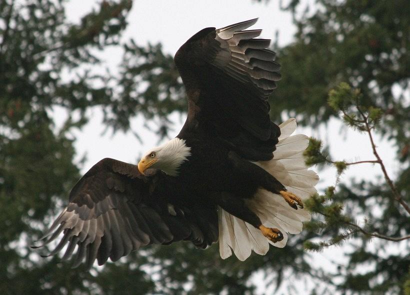 Eagle_in_Flight