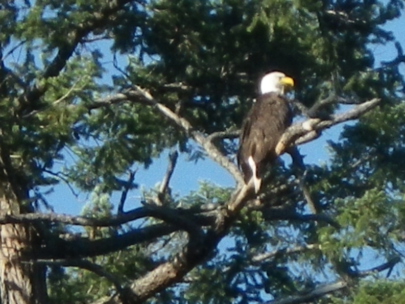 Eagles_Everywhere_in_the_San_Juan_Islands