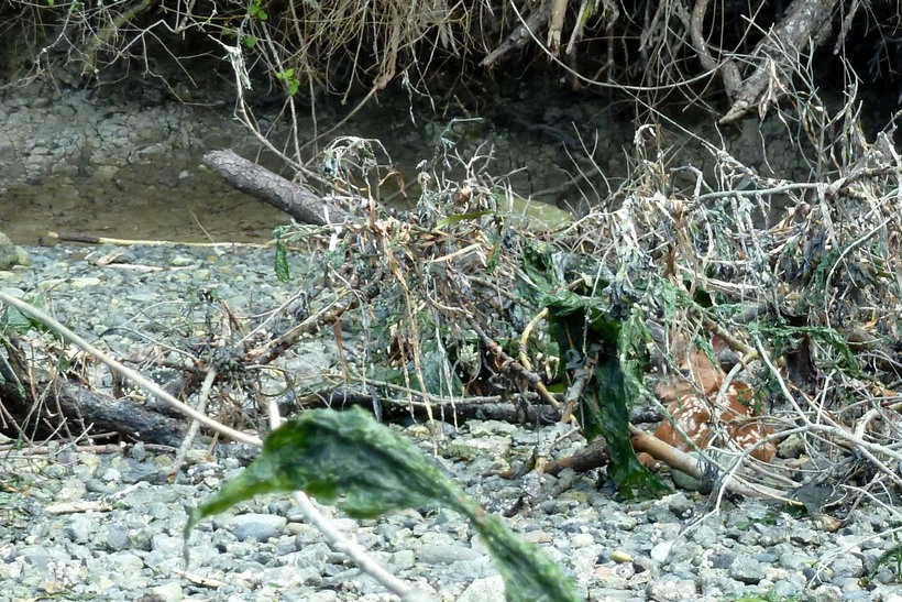 Fawn_hiding_along_the_shore_spotted_by_our_group