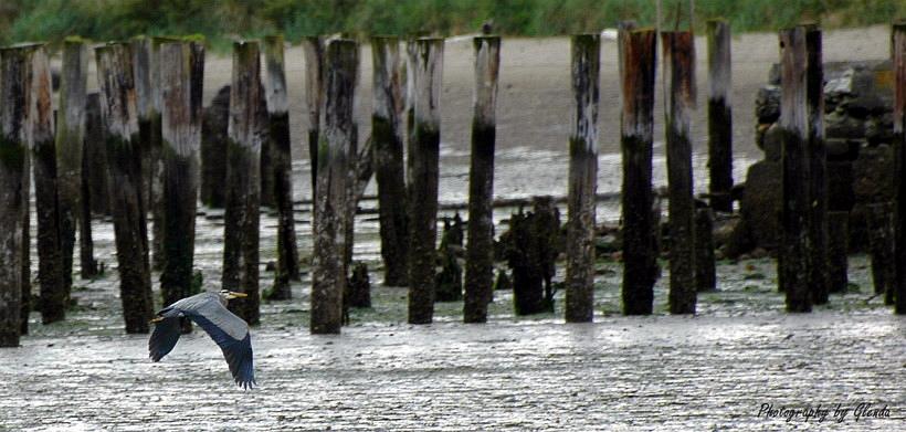 Flight_at_low_tide-