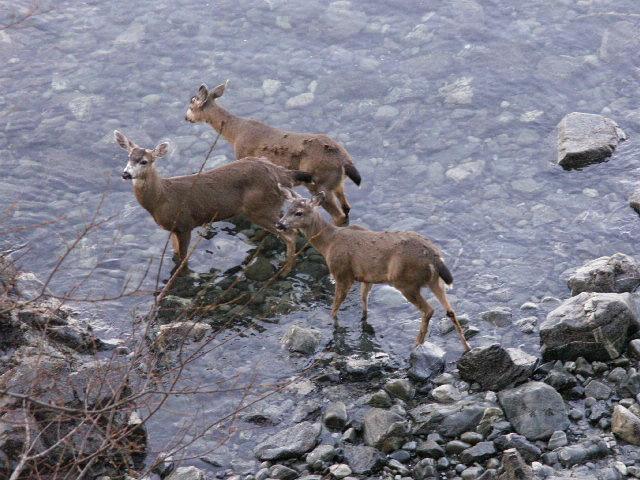 Good_Morning_Anacortes_on_Burrows_Bay