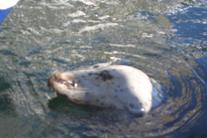 Harbor_Seal__Port_of_Friday_Harbor