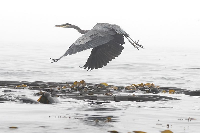 Heron_takes_flight1