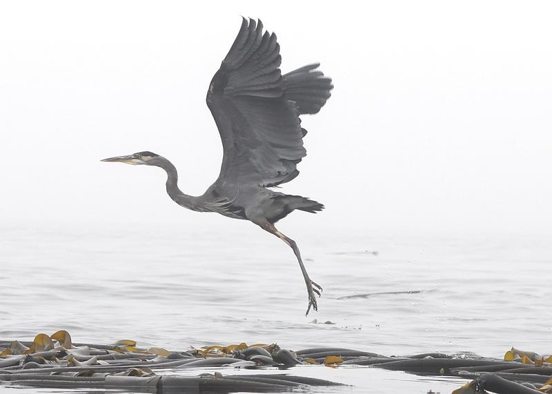 Heron_takes_flight2