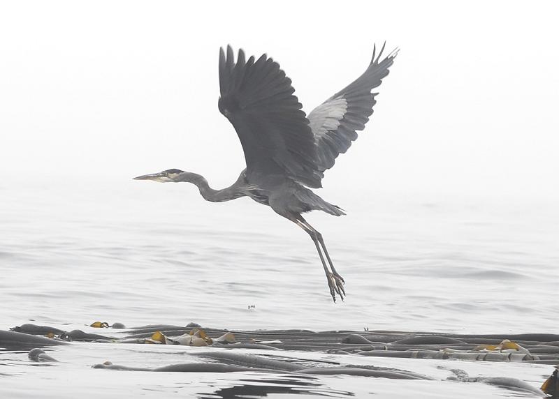 Heron_takes_flight4