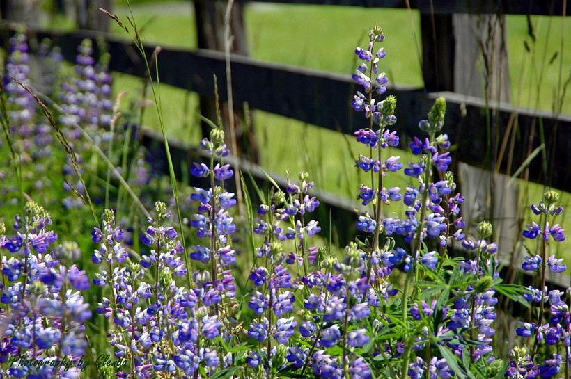 Lupine_in_the_valley-