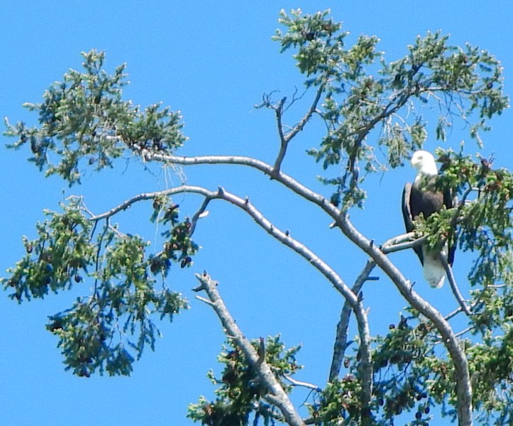 Majestic Bald Eagle in the San Juan Islands