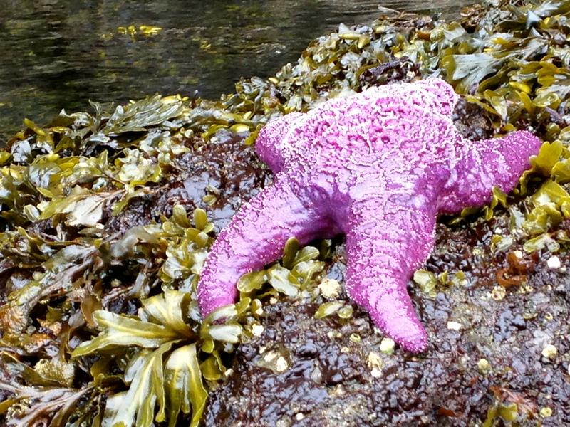 Mr-Purple_Star_Fish_at_low_tide