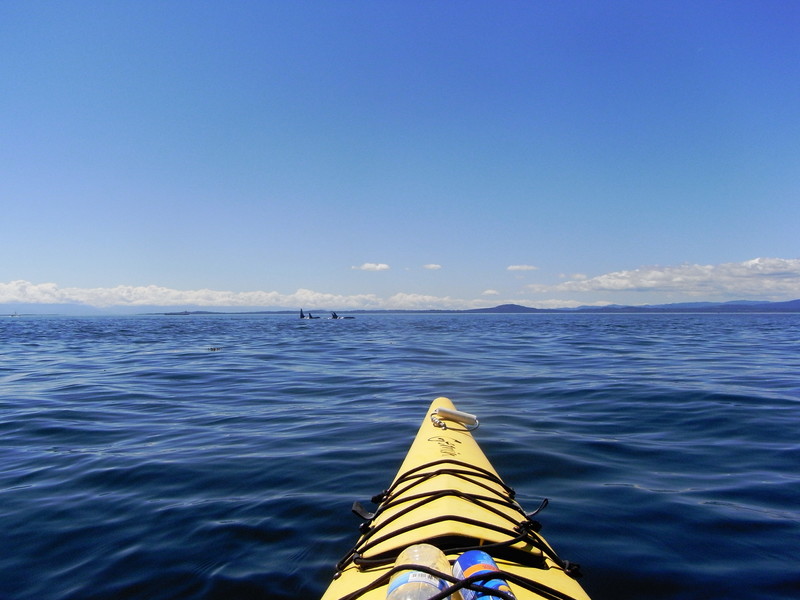 Orca_whales_seen_from_a_sea_kayaking_tour_off_of_San_Juan_Island