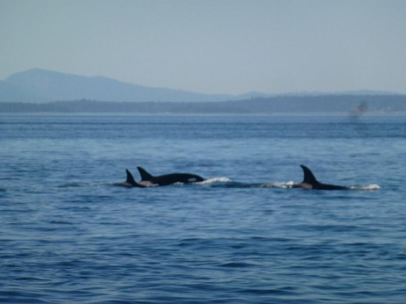 Orcas