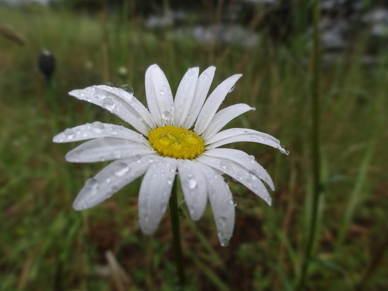 Orcas_Island_Dew_Drops