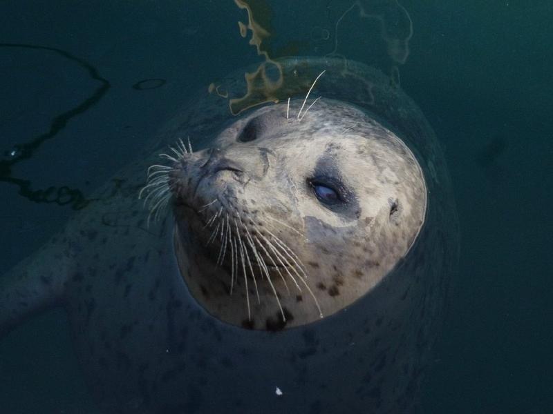 Popeyes_the_seal_Friday_Harbour