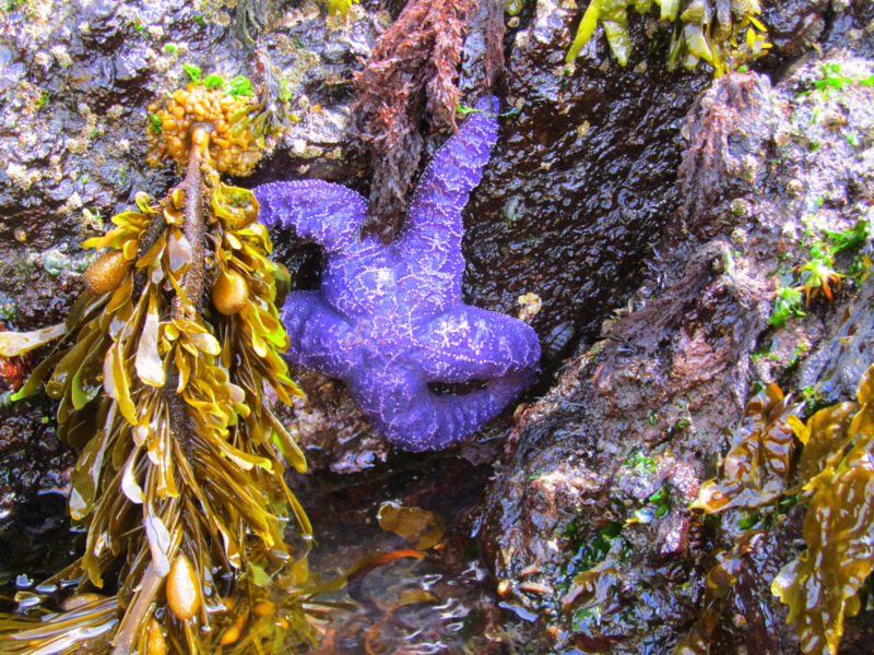 Purple_Starfish_at_San_Juan_Island