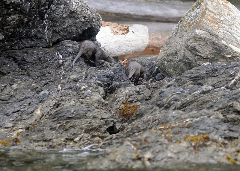 RIver_otters_done_fishing