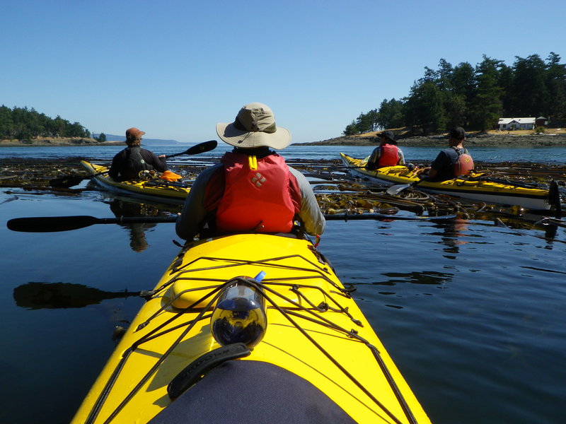 Resting_our_sea_kayaks_in_a_kelp_bed_on_a_multi-day_sea_kayaking_tour_of_the_San_Juan_Islands