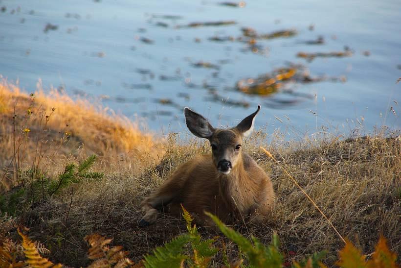 San_Juan_Wildlife