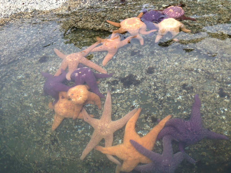 Starfish_Convention