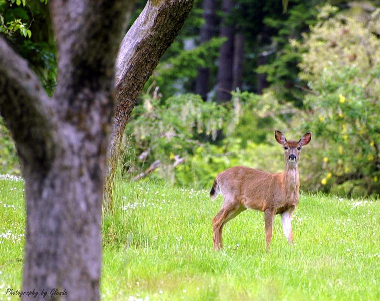 Strolling_in_the_meadow_