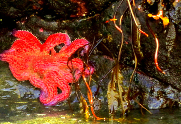 Sunflower_Starfish_at_San_Juan_Island