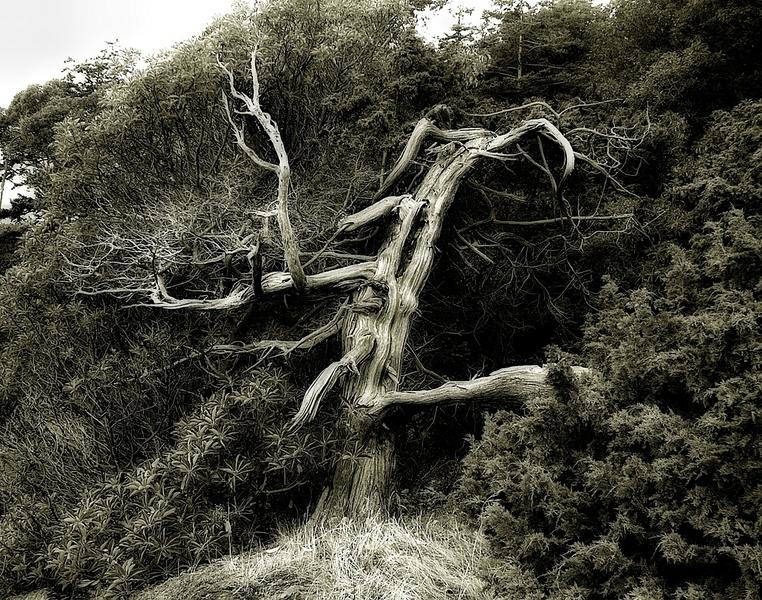 This_amazing_old_juniper_is_growing_on_Sucia_