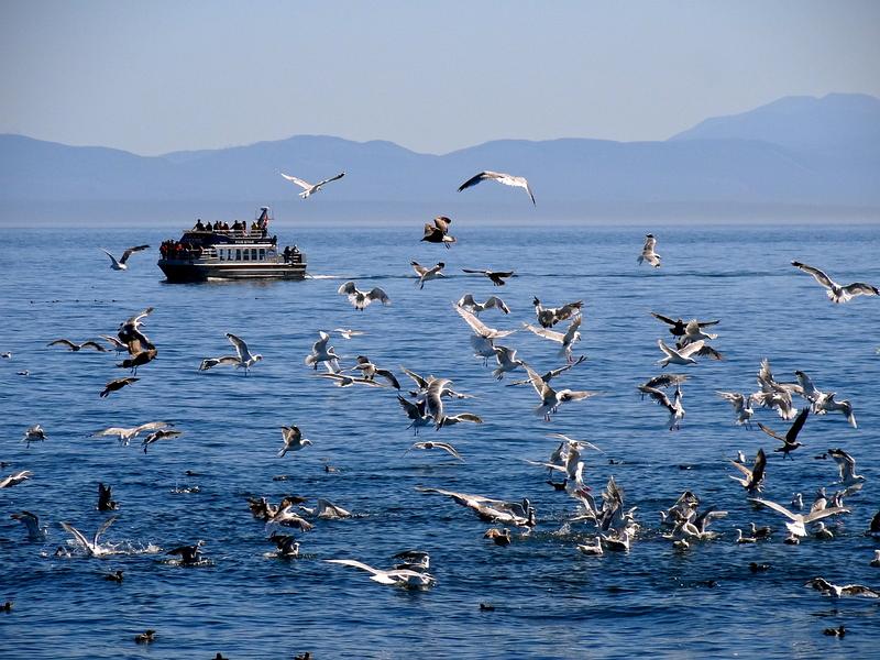 Waiting_for_the_Minke_Whales_with_Orcas_Island_Eclipse_Charters