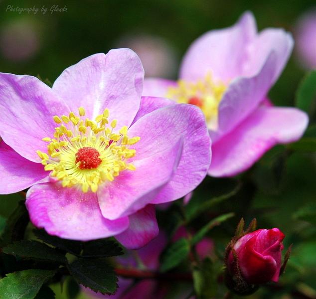 Wild_roses_along_the_roadside