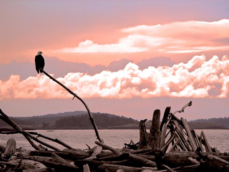 eagle_at_sunset