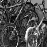 Bicycles out to pasture-