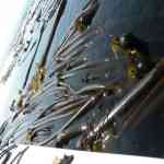 Bull Kelp found in the San Juan Islands WA state