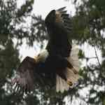 Eagle in Flight