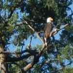 Eagles Everywhere in the San Juan Islands