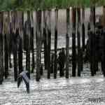 Flight at low tide-