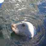 Harbor Seal  Port of Friday Harbor