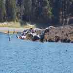 Harbor Seals San Juan Islands