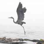 Heron takes flight2