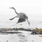 Heron takes flight3