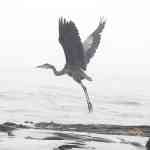 Heron takes flight4