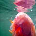 Huge Lions Mane Jellyfish San Juan Islands WA