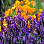 Lavender and poppies-